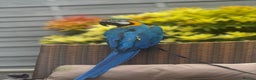 Macaws birds for sale: Family friendly Macaw  - Advert 4