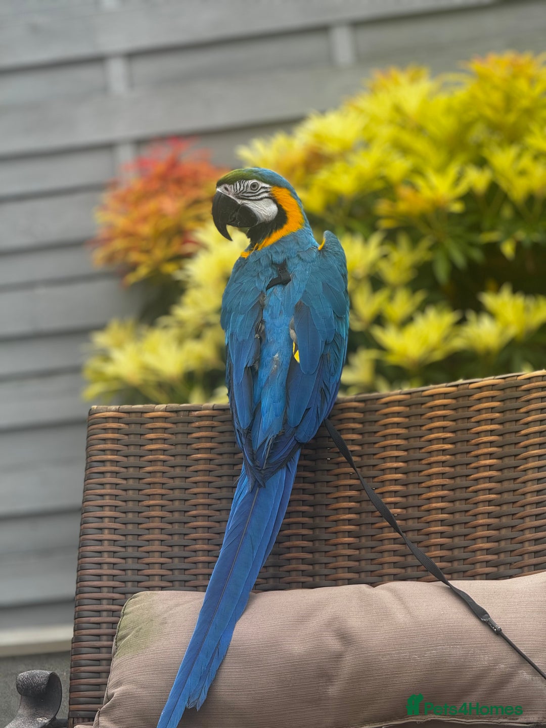 Macaws birds for sale: Family friendly Macaw  - Advert 4