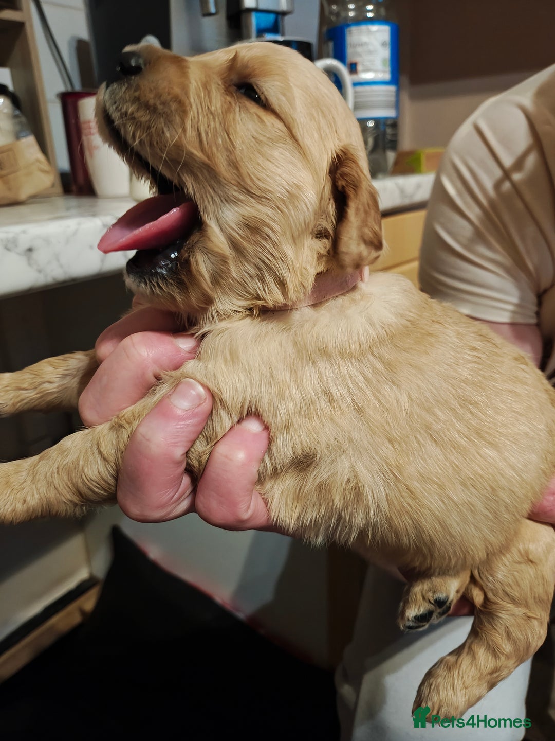 Golden Retriever dogs for sale: 10 Beautiful Golden Retriever puppies  - Advert 13