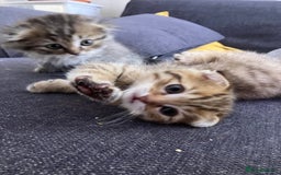 Scottish Fold cats for sale: 1 fold 2 straight Scottish darlings  - Image 7