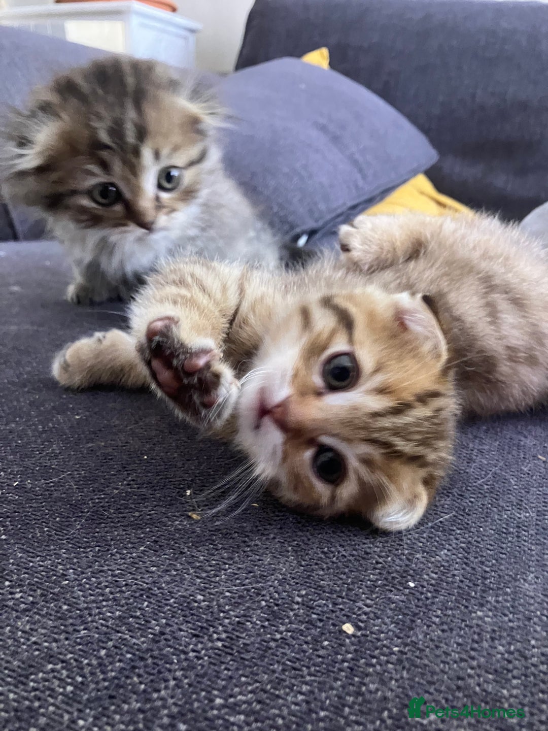 Scottish Fold cats for sale: 1 fold 2 straight Scottish darlings  - Image 7