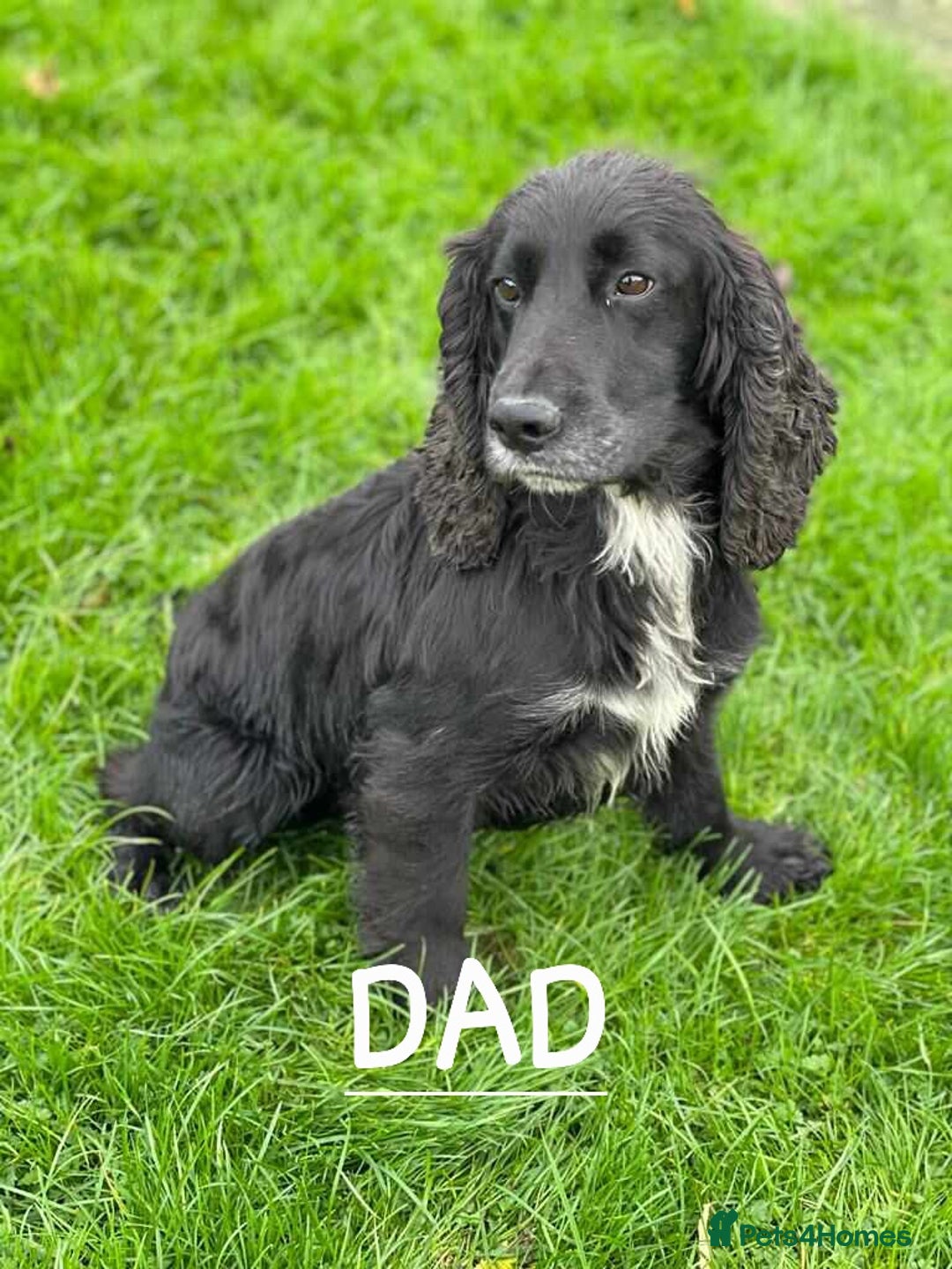 Cocker Spaniel dogs for sale: Cocker Spaniel Puppies - Image 11