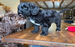 Cockapoo dogs for sale: ✨ Gorgeous Cockapoo Puppies ✨ - Image 6