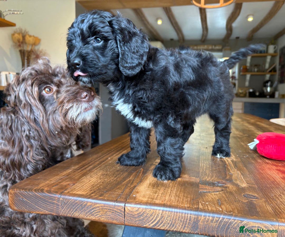 Cockapoo dogs for sale: ✨ Gorgeous Cockapoo Puppies ✨ - Image 6