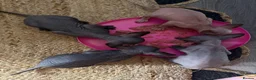 Sphynx cats for sale: 💙🩷4 gorgeous sphynx baby’s 🩷💙 - Advert 10