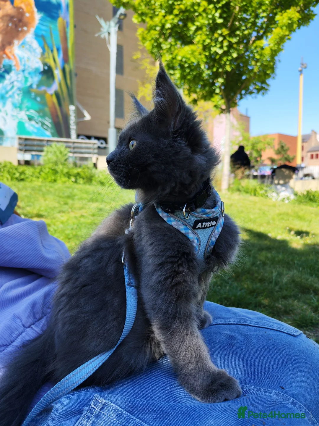 Maine Coon cats for sale: Gorgeous male kitten in Rotherham - Advert 1