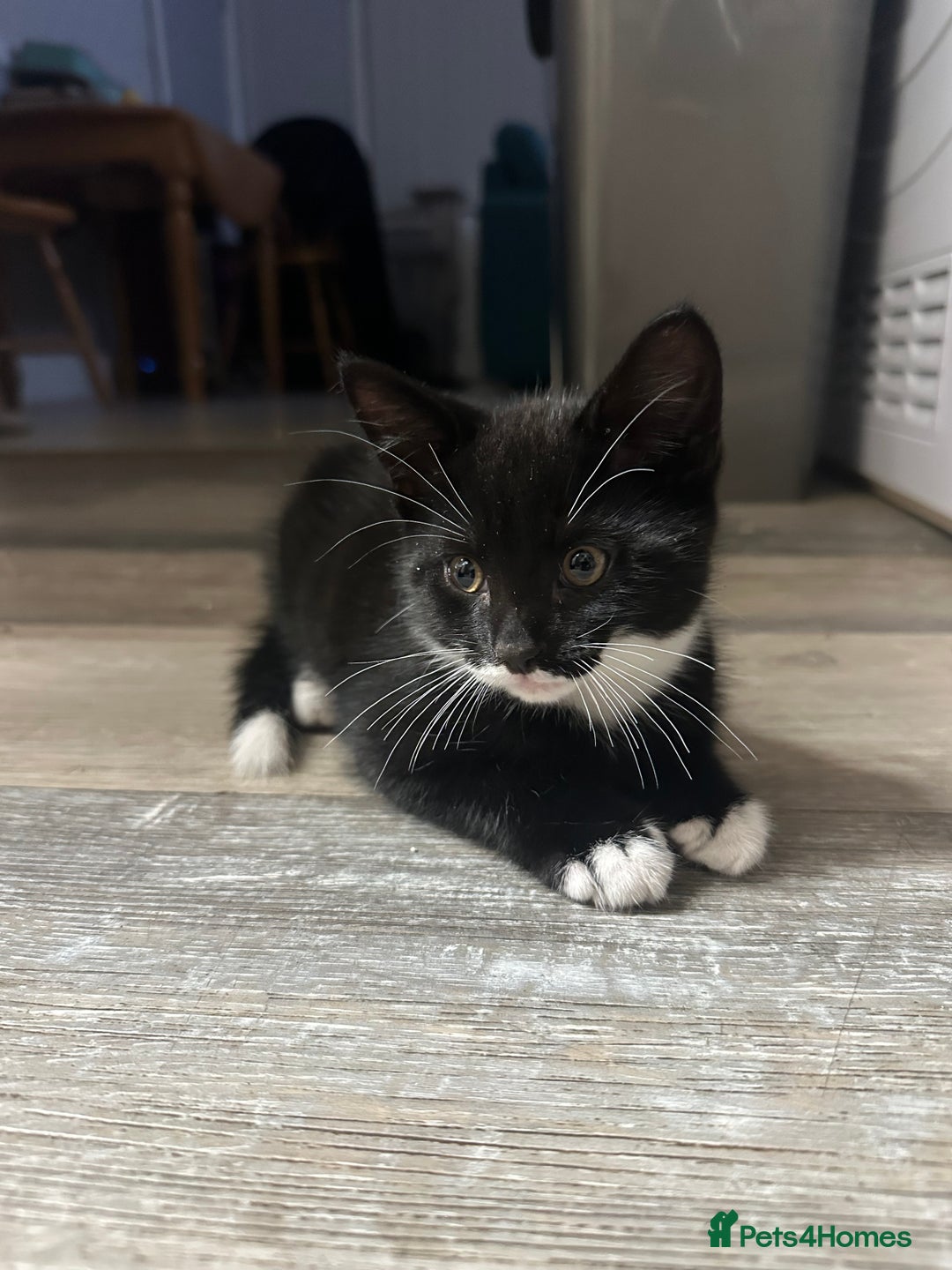 British Shorthair cats for sale: Kittens black/white  - Image 4