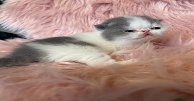 Exotic cats - Advert 11