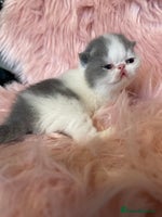 Exotic cats - Advert 1