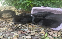 Mini Lop rabbits for sale: 5 beautiful mini lop x netherland dwarf babies - Image 9