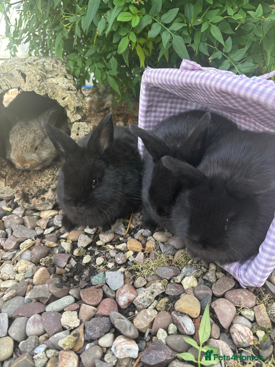 Mini Lop rabbits for sale: 5 beautiful mini lop x netherland dwarf babies - Image 9