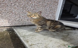 Mixed Breed cats for sale: Looking for a new home for our 4 year old cat. - Image 2