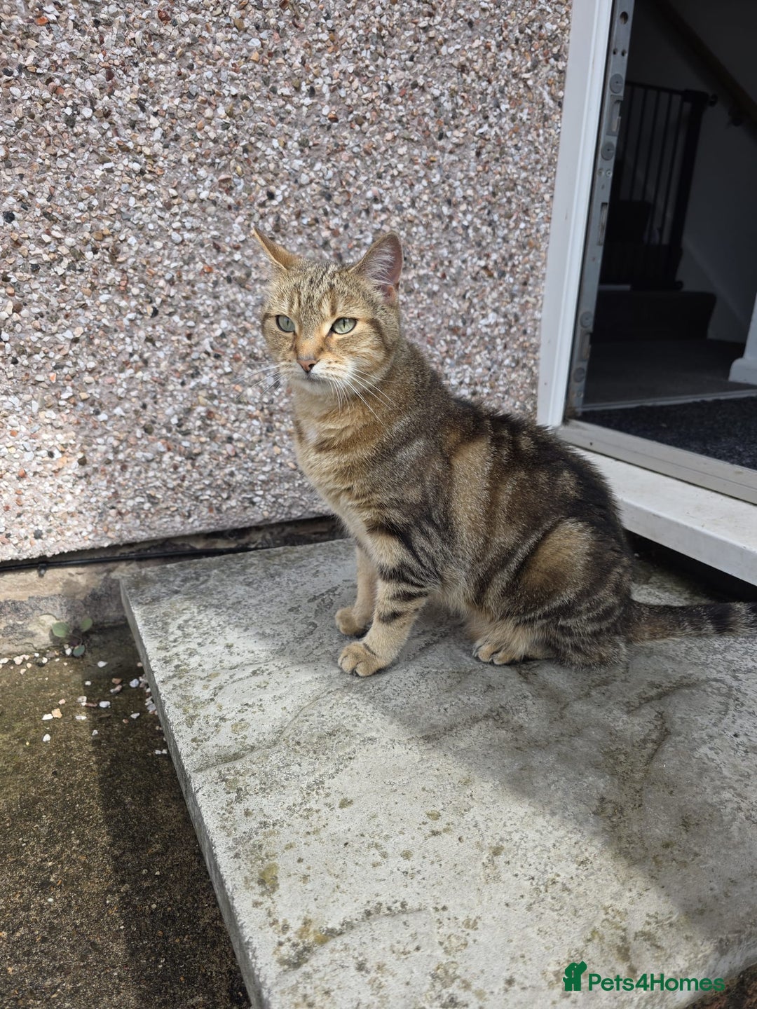 Mixed Breed cats for sale: Looking for a new home for our 4 year old cat. - Image 2