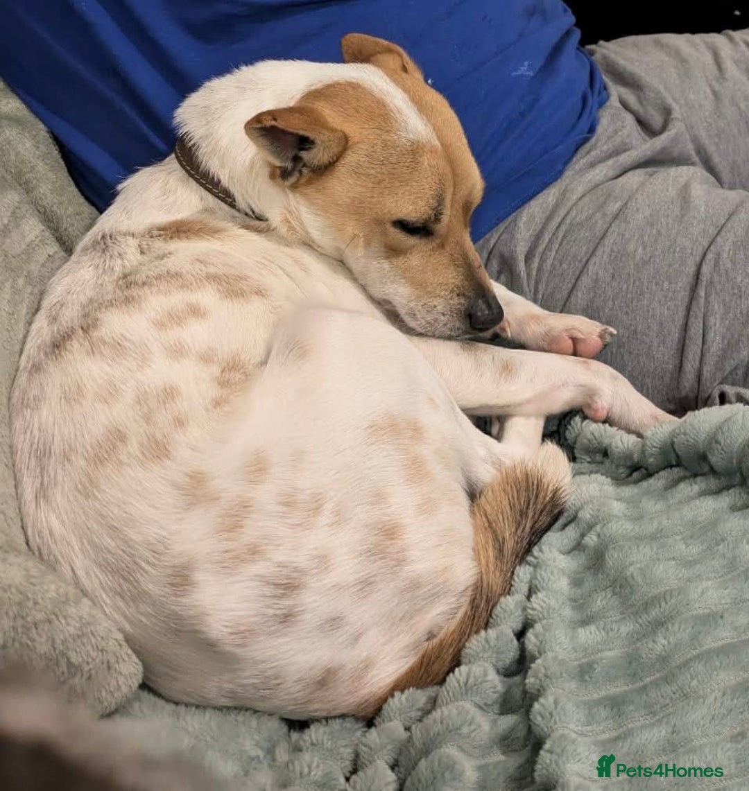 Mixed Breed dogs for adoption: Jeff is waiting for his forever  - Advert 3