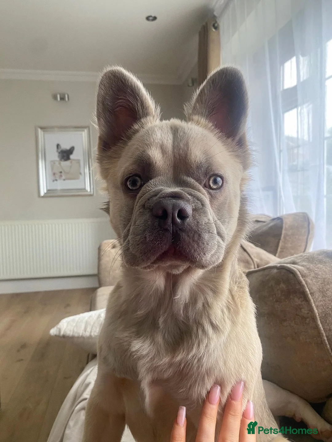 French Bulldog dogs for sale: L4 Carrier 5 Generations French Bulldogs  - Advert 2