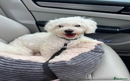Mixed Breed dogs for sale: Bichon Maltese puppies!!! 3 girls and 1 boy!!! - Image 13