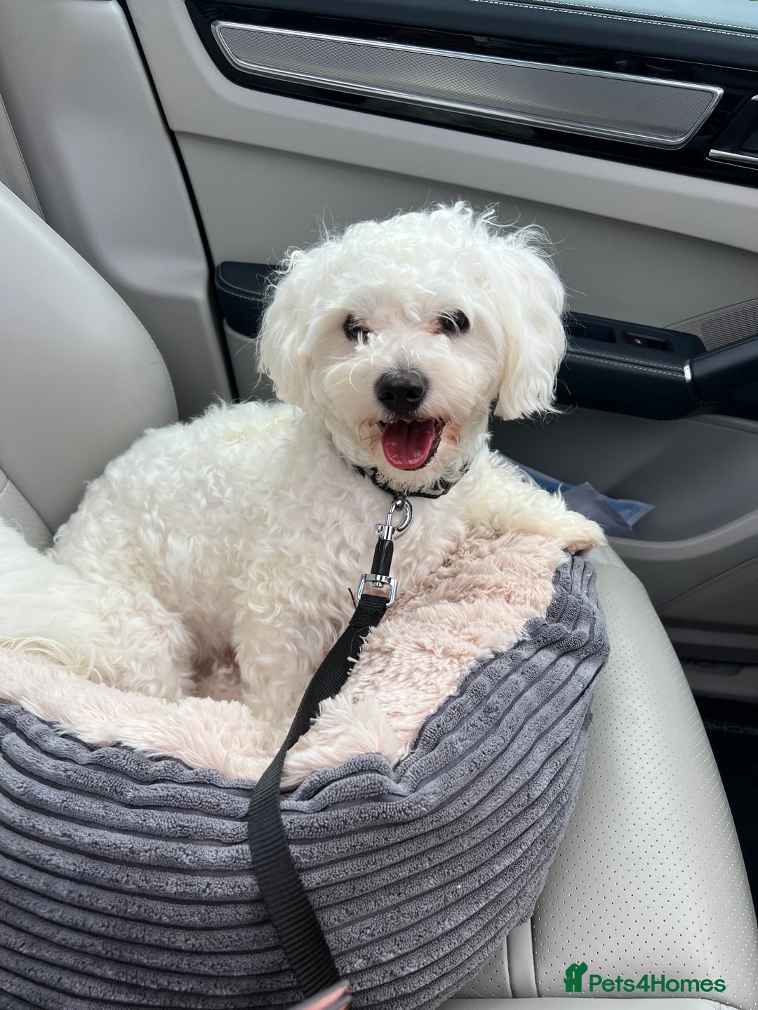 Mixed Breed dogs for sale: Bichon Maltese puppies!!! 3 girls and 1 boy!!! - Image 13