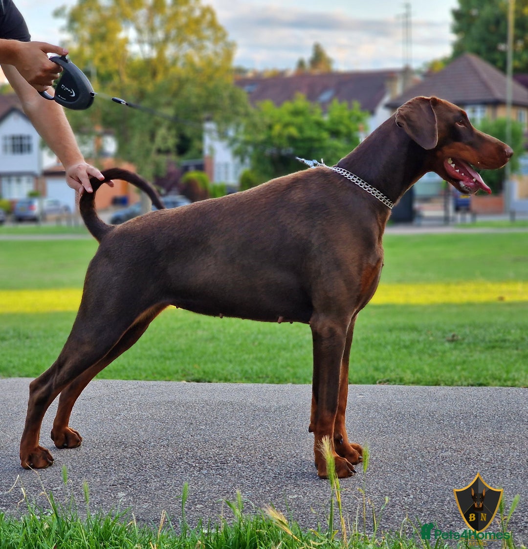 Dobermann dogs for sale: 🐾 Upcoming Dobermann Litter – Due 24th October 🐾 - Image 5