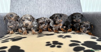 Dachshund dogs - Advert 8