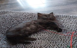 Ragdoll cats for sale: Ragdoll X Maine Coon  - Image 15
