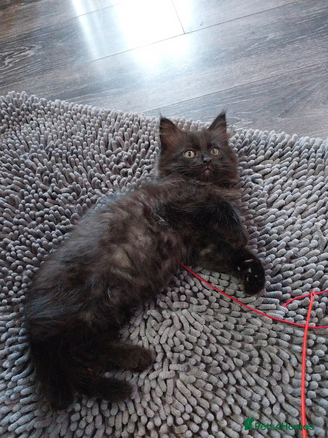 Ragdoll cats for sale: Ragdoll X Maine Coon  - Image 15