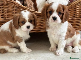 Cavalier King Charles Spaniel dogs Beautiful cavalier King Charles puppy’s - Advert 5