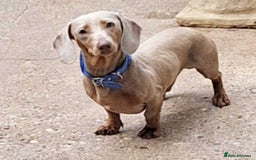 Miniature Dachshund dogs for sale: ‼️❤️KC Isabella & Tan Miniature  - Advert 1