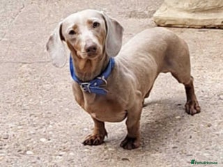 Miniature Dachshund dogs ‼️❤️KC Isabella & Tan Miniature - Advert 1