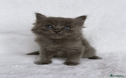 Ragdoll cats for sale: Gorgeous Rare Ragdoll Kittens  - Image 6