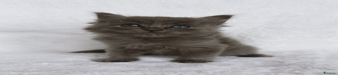 Ragdoll Kitten 1