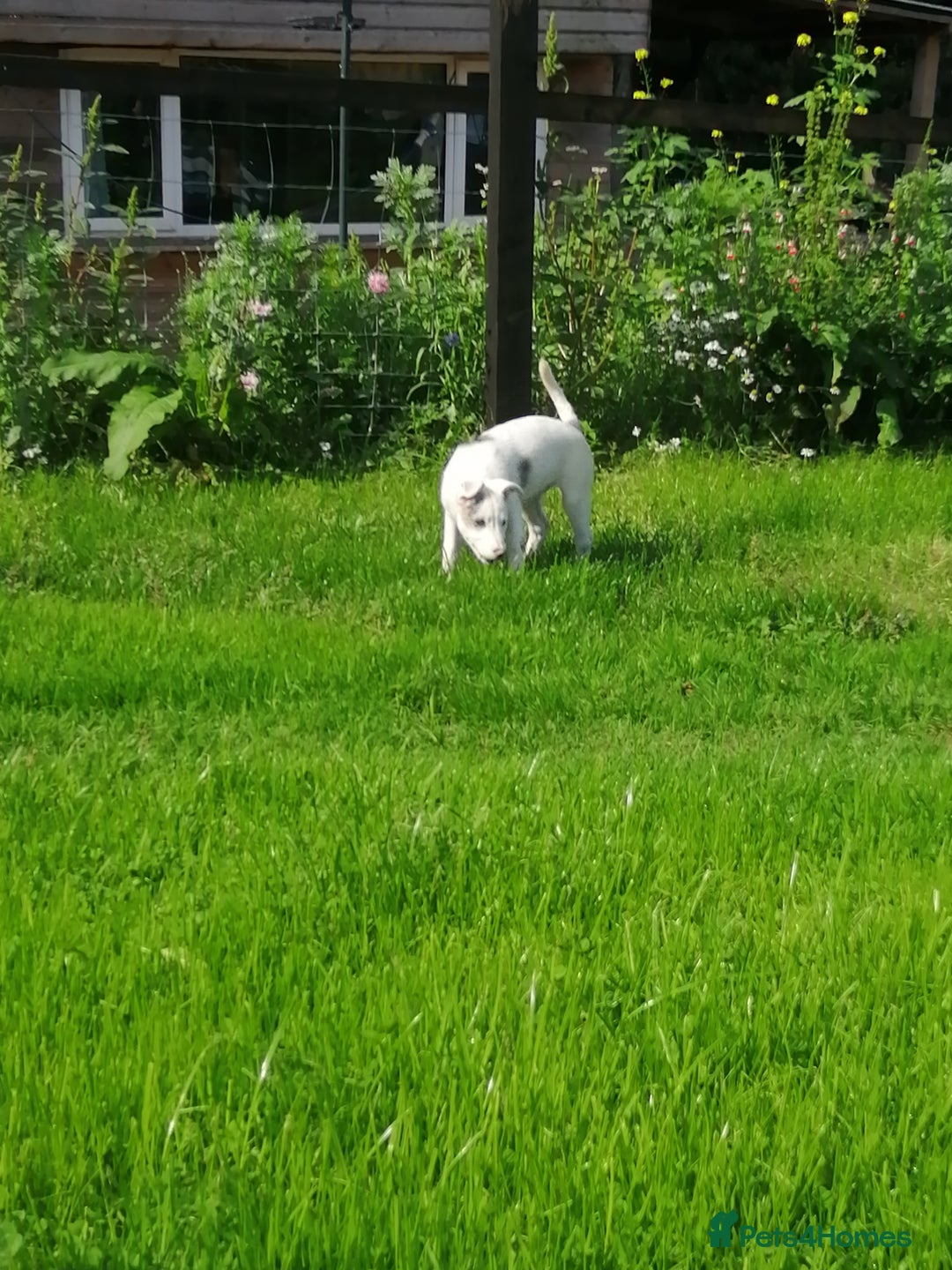 Bearded Collie dogs for sale: Beautiful blue merle border collie pups! - Image 19