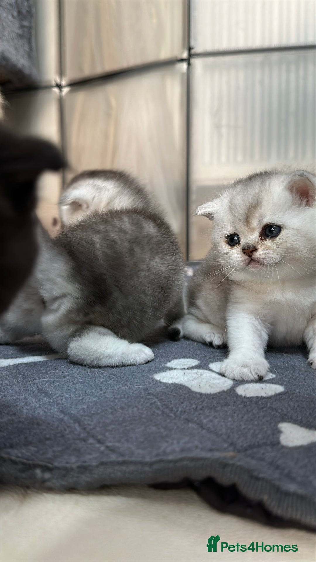 British Shorthair cats for sale: Adorable Kittens – Ready for Reservation  - Image 16