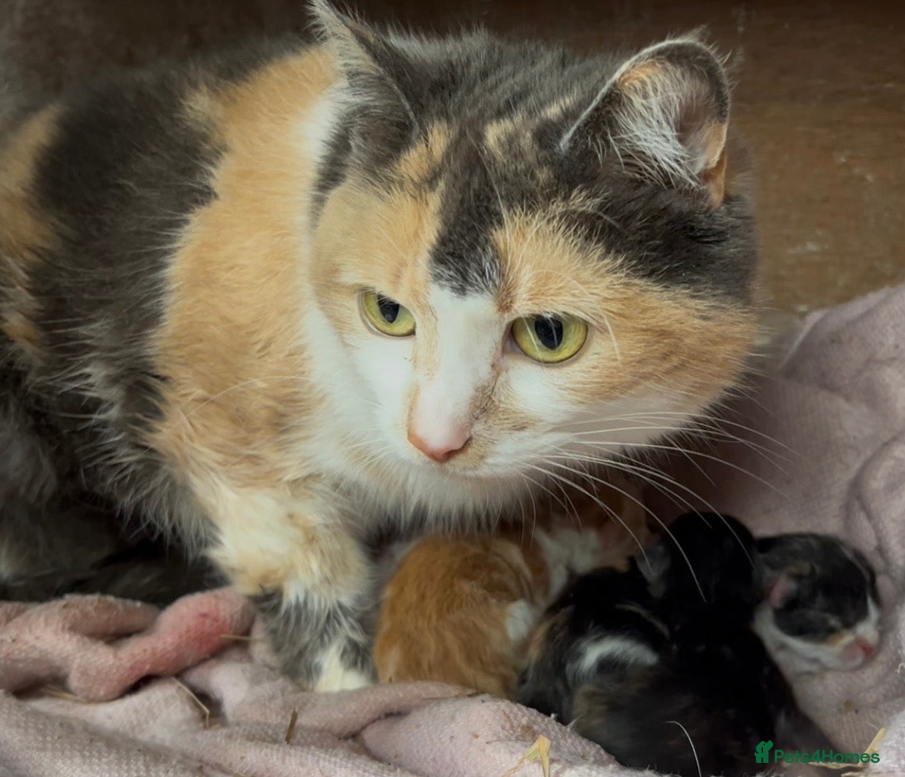 Mixed Breed cats for sale: Cute kittens ready now - Advert 12