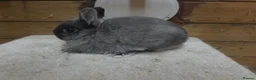 Netherland Dwarf rabbits for sale: Netherland dwarfs  - Advert 4