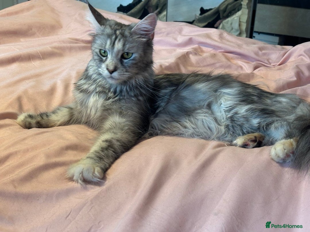 Maine Coon cats for sale: Maine Coon Kittens - Image 1