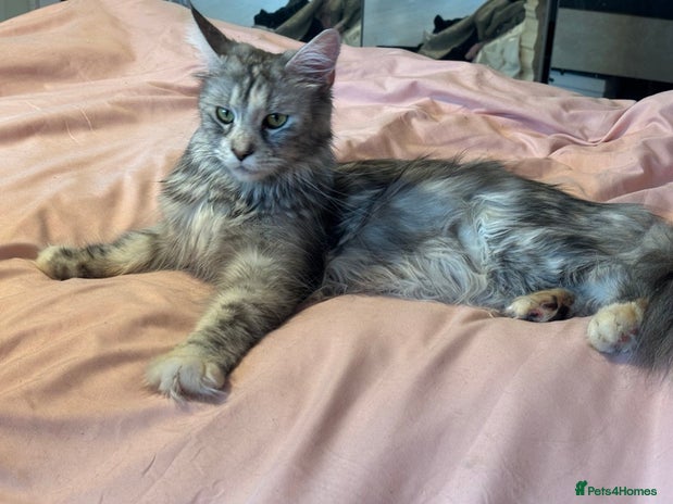 Maine Coon cats - Advert 1