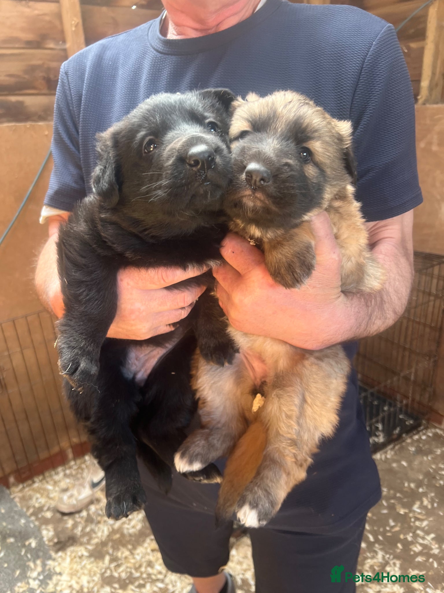 German Shepherd dogs 2 girls left. German shepherd puppys - Advert 4