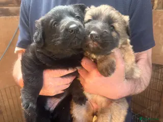 German Shepherd dogs 2 girls left. German shepherd puppys - Advert 4