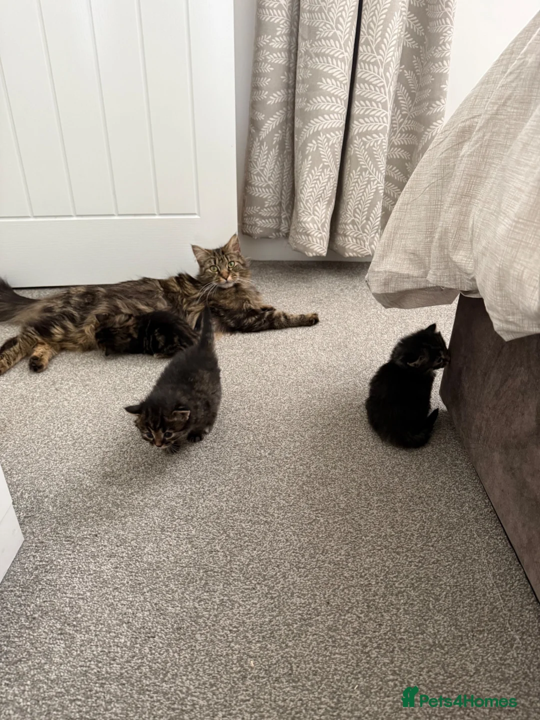 Maine Coon cats for sale: 🐾 Beautiful Maine Coon Kittens Ready Now! 🐾 - Advert 24