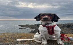 Sprocker dogs for sale: Sprocker spaniel  - Image 4