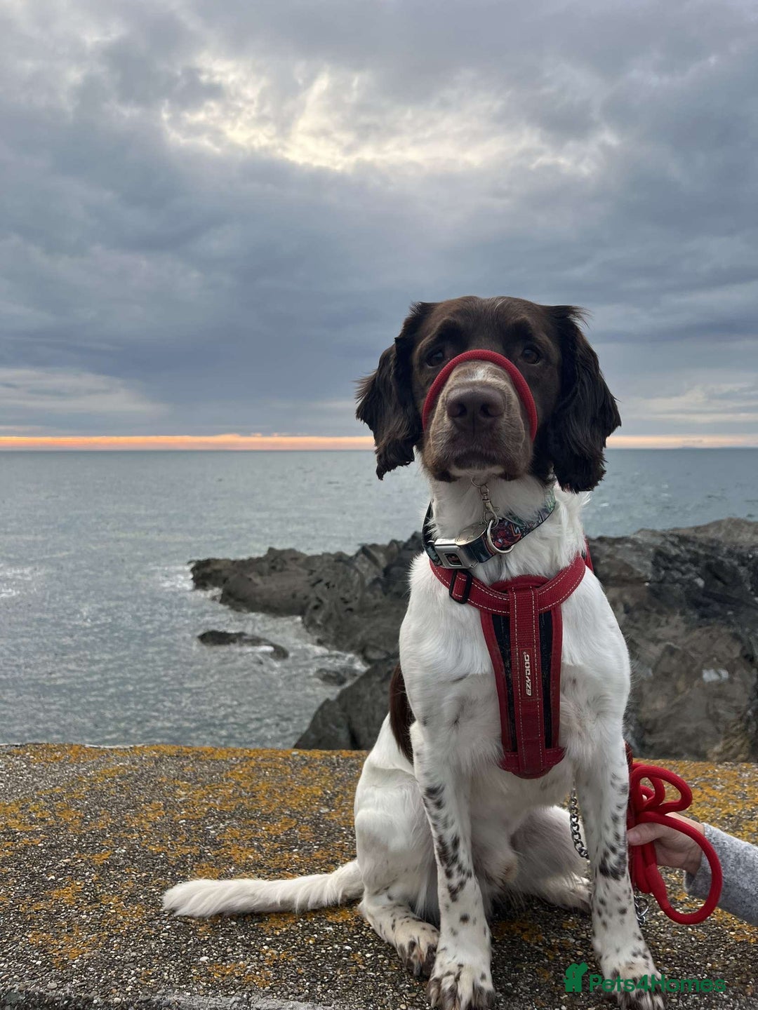 Sprocker dogs for sale: Sprocker spaniel  - Image 4