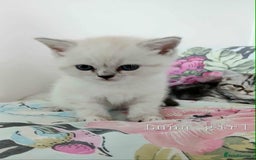 British Shorthair cats for sale: Bsh and Scottish straight mix - Image 2