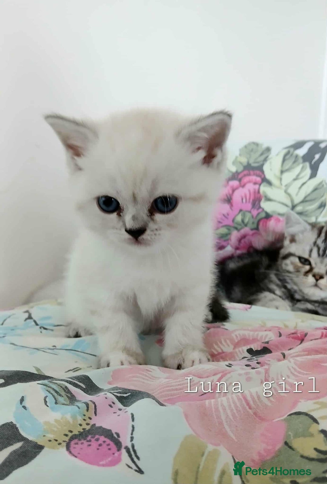 British Shorthair cats for sale: Bsh and Scottish straight mix - Image 2