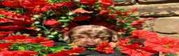 Miniature Dachshund dogs for sale: Long haired miniature dachshund  - Advert 29