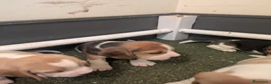 Beagle Puppy 6