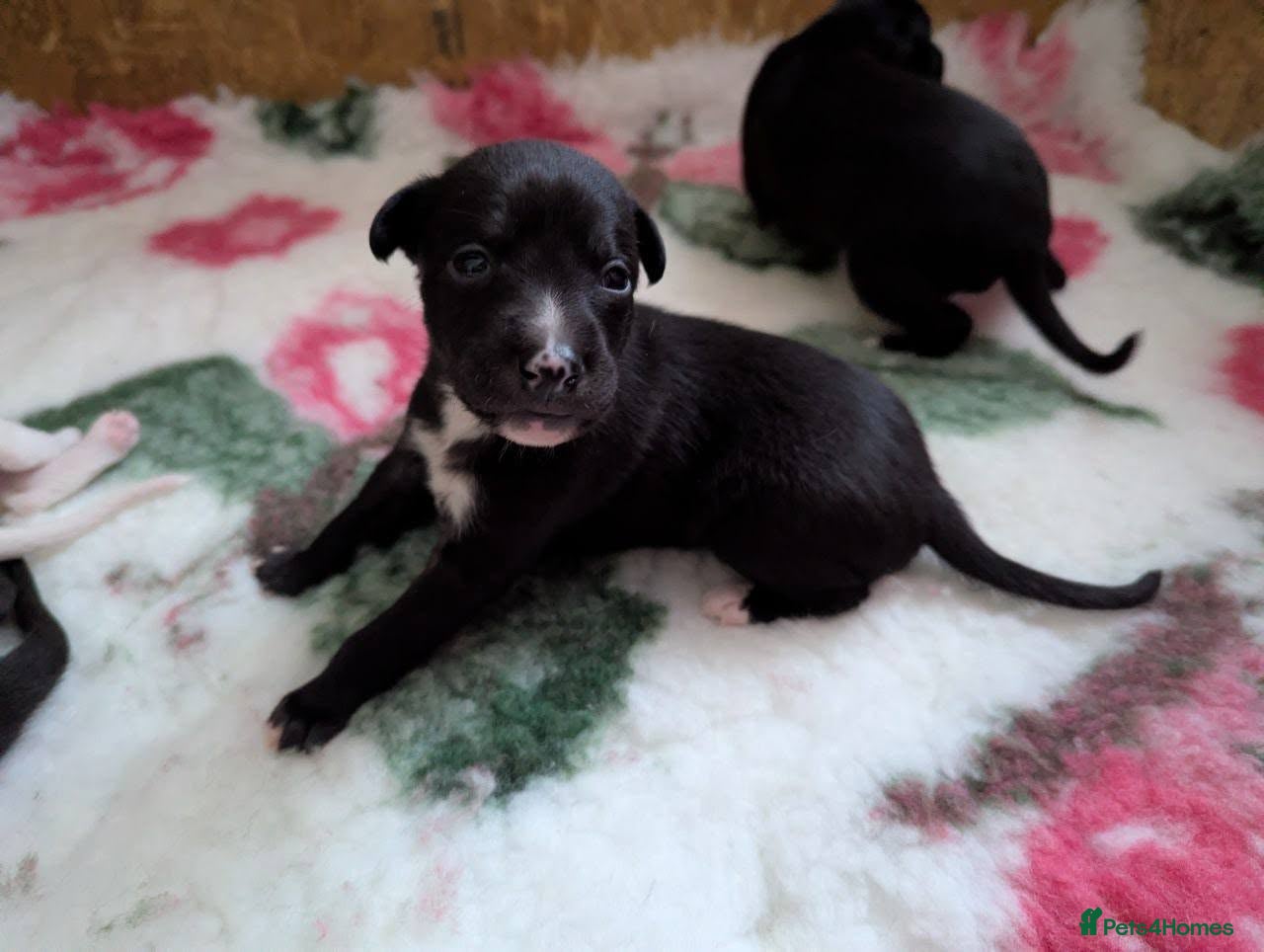 Whippet dogs black and white boy available last in litter  - Advert 14