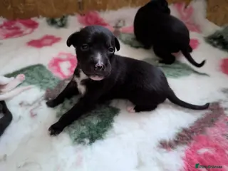 Whippet dogs black and white boy available last in litter - Advert 1