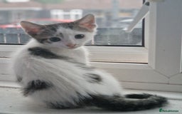 Mixed Breed cats for sale: Kittens  - Image 2