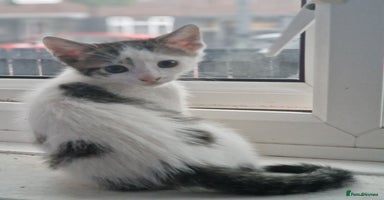 Mixed Breed cats - Advert 2