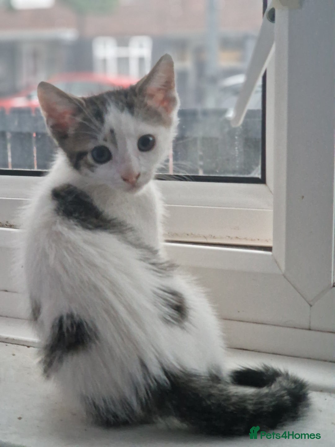 Mixed Breed cats for sale: Kittens  - Image 2